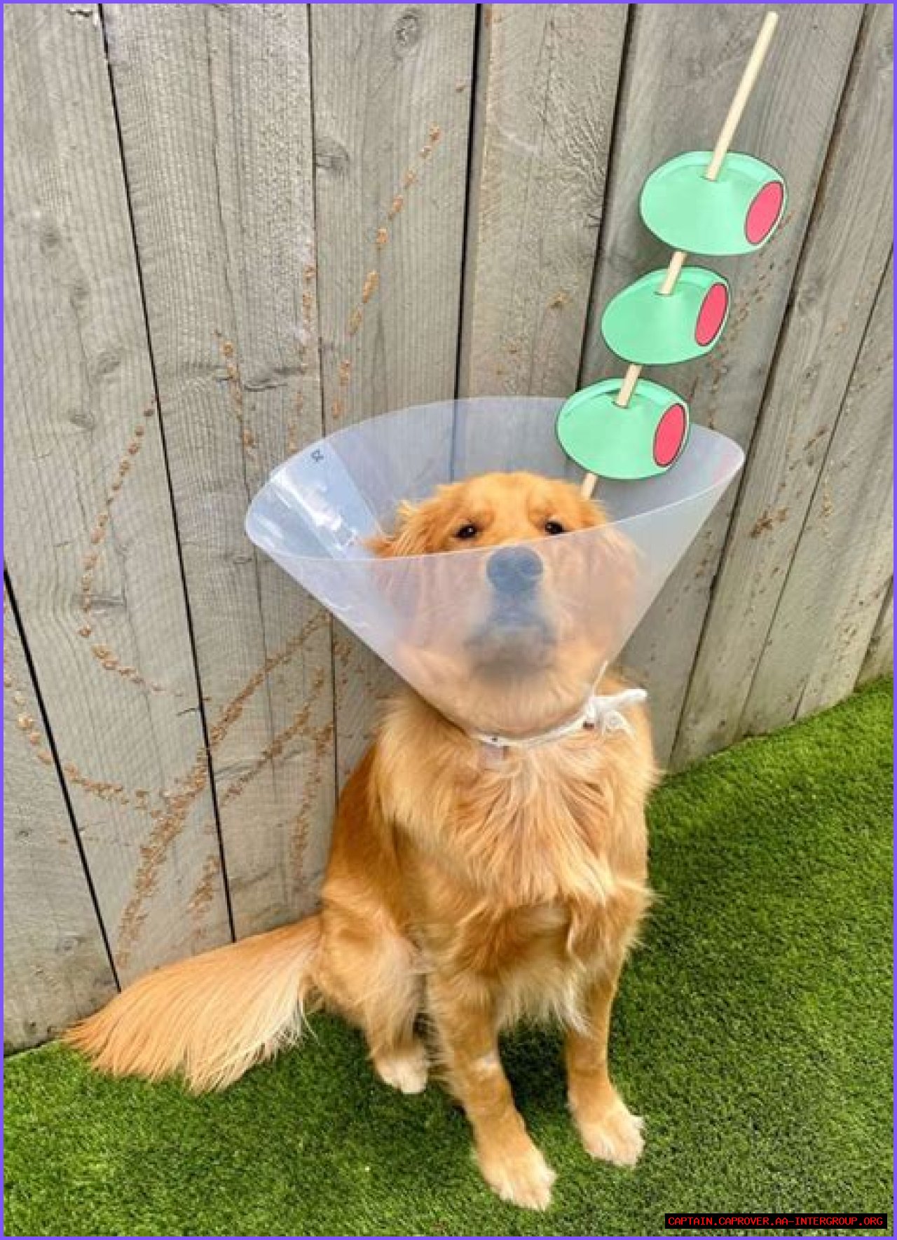 Adorable Adventures In A Dog Costume With Cone