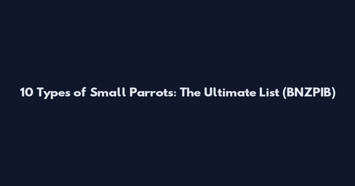 10 Types of Small Parrots: The Ultimate List (BNZPIB)