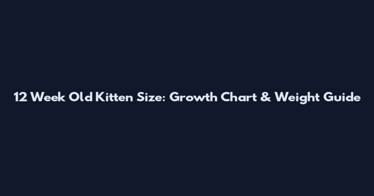 12 Week Old Kitten Size: Growth Chart & Weight Guide