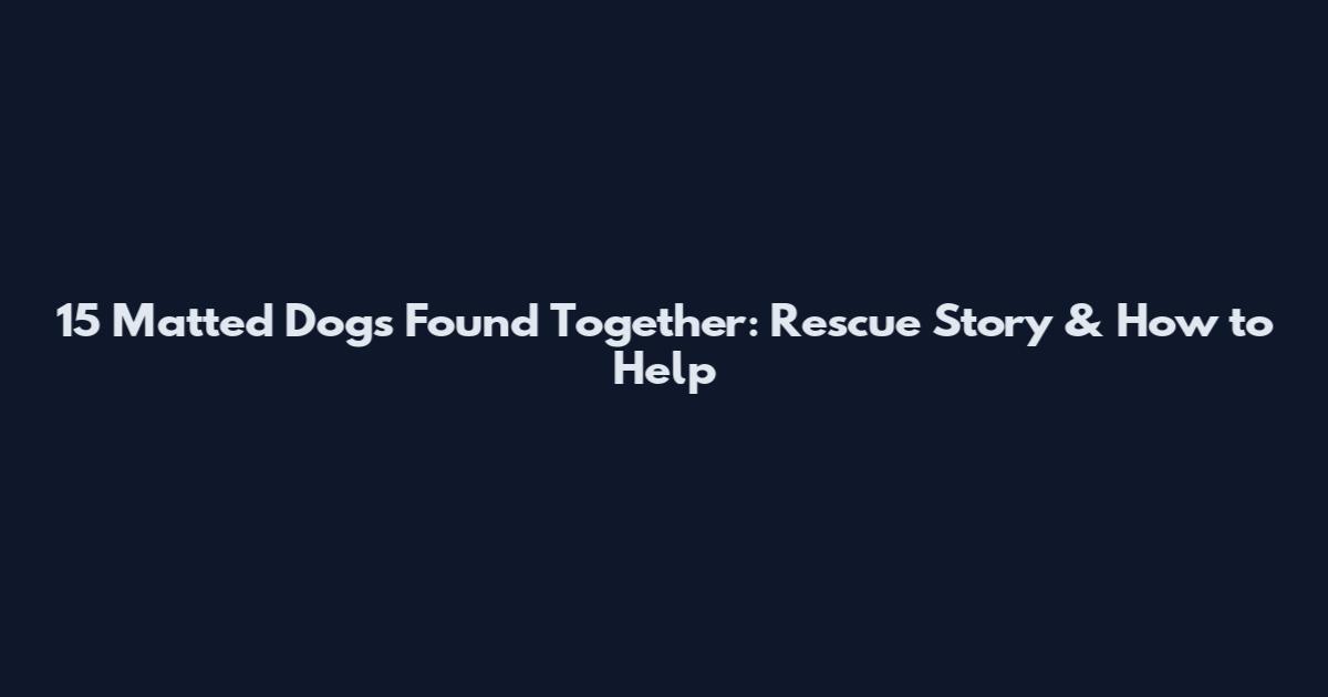 15 Matted Dogs Found Together: Rescue Story & How to Help