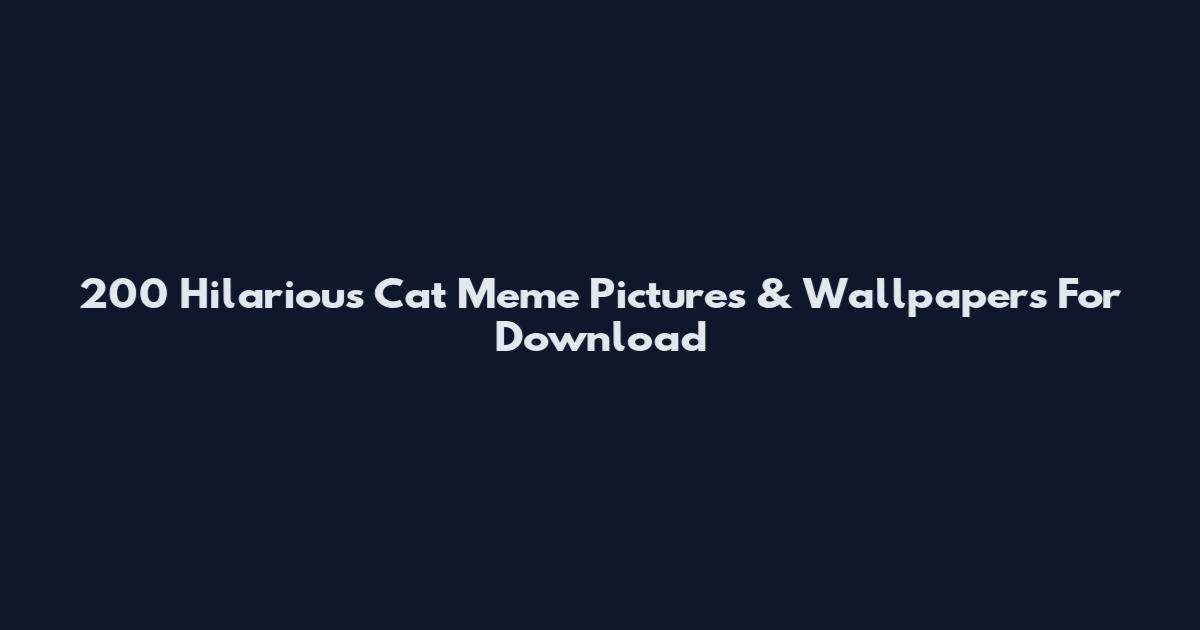 200 Hilarious Cat Meme Pictures & Wallpapers For Download