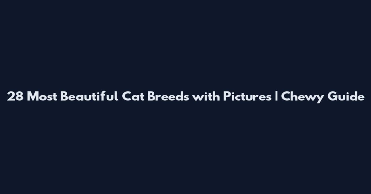 28 Most Beautiful Cat Breeds with Pictures | Chewy Guide