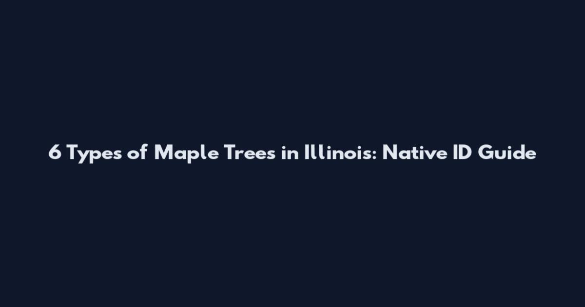 6 Types of Maple Trees in Illinois: Native ID Guide