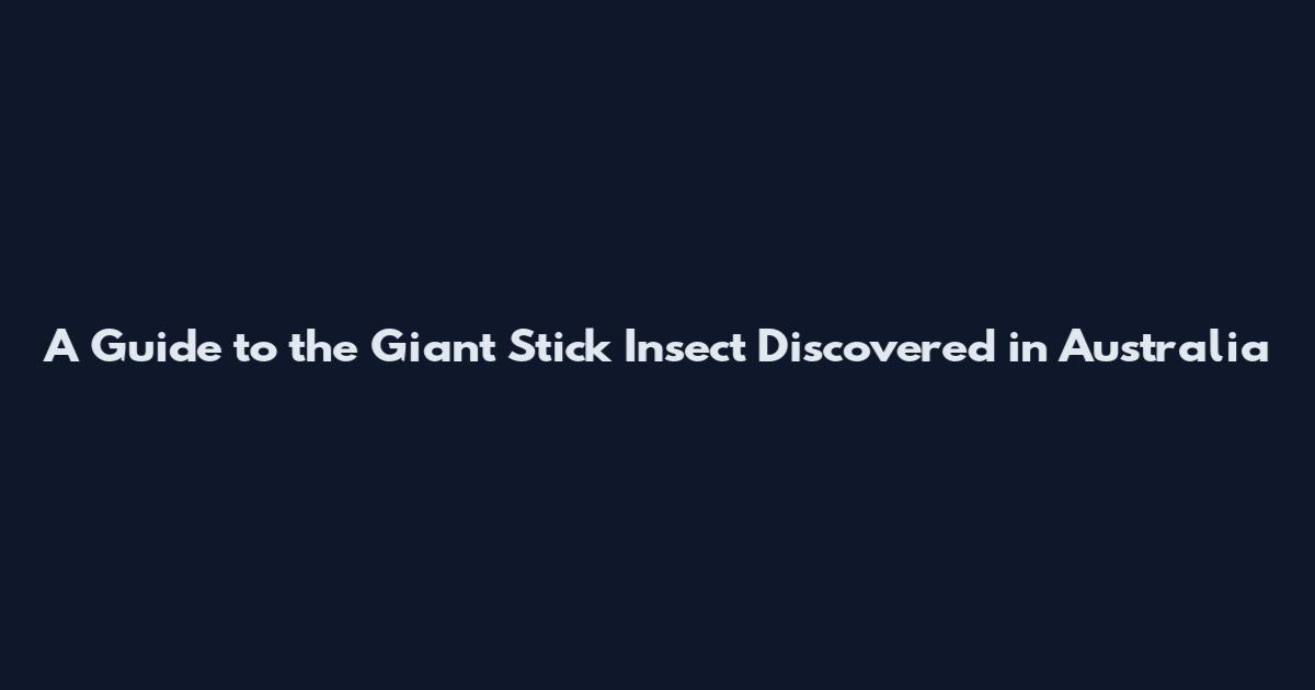 A Guide to the Giant Stick Insect Discovered in Australia