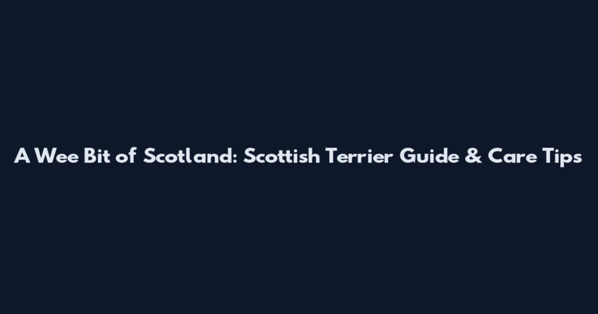 A Wee Bit of Scotland: Scottish Terrier Guide & Care Tips