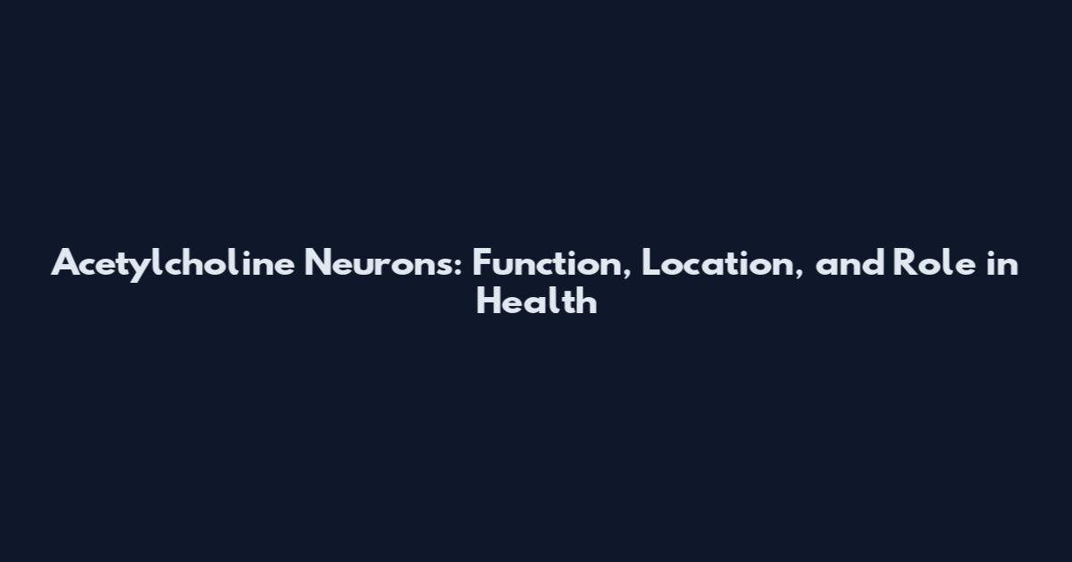 Acetylcholine Neurons: Function, Location, and Role in Health