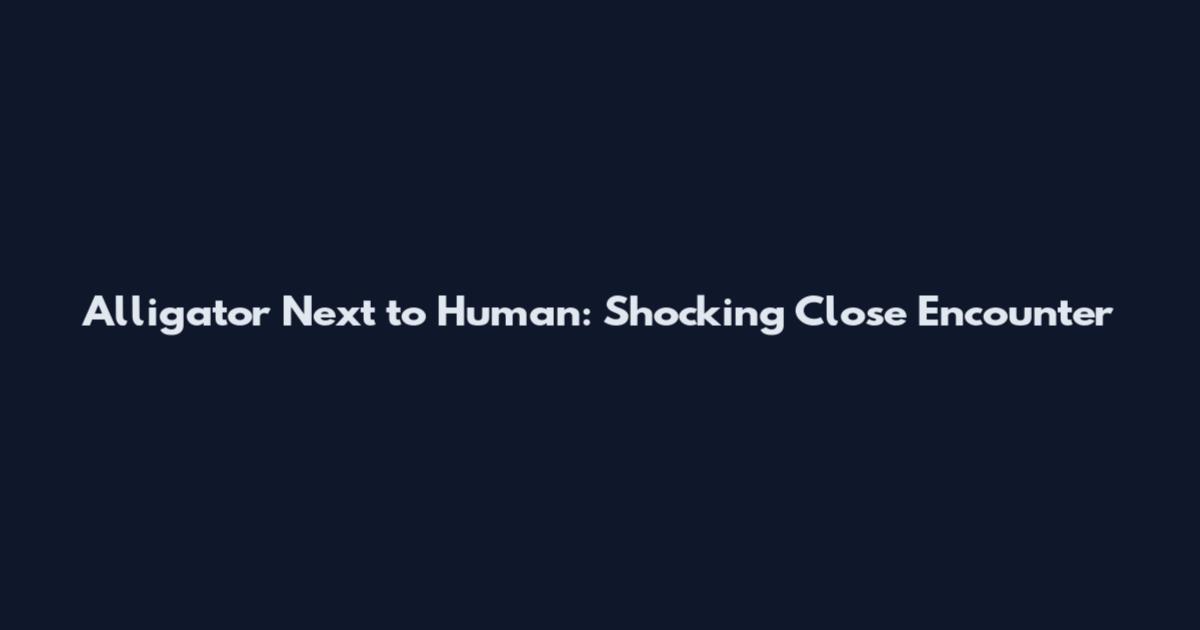 Alligator Next to Human: Shocking Close Encounter