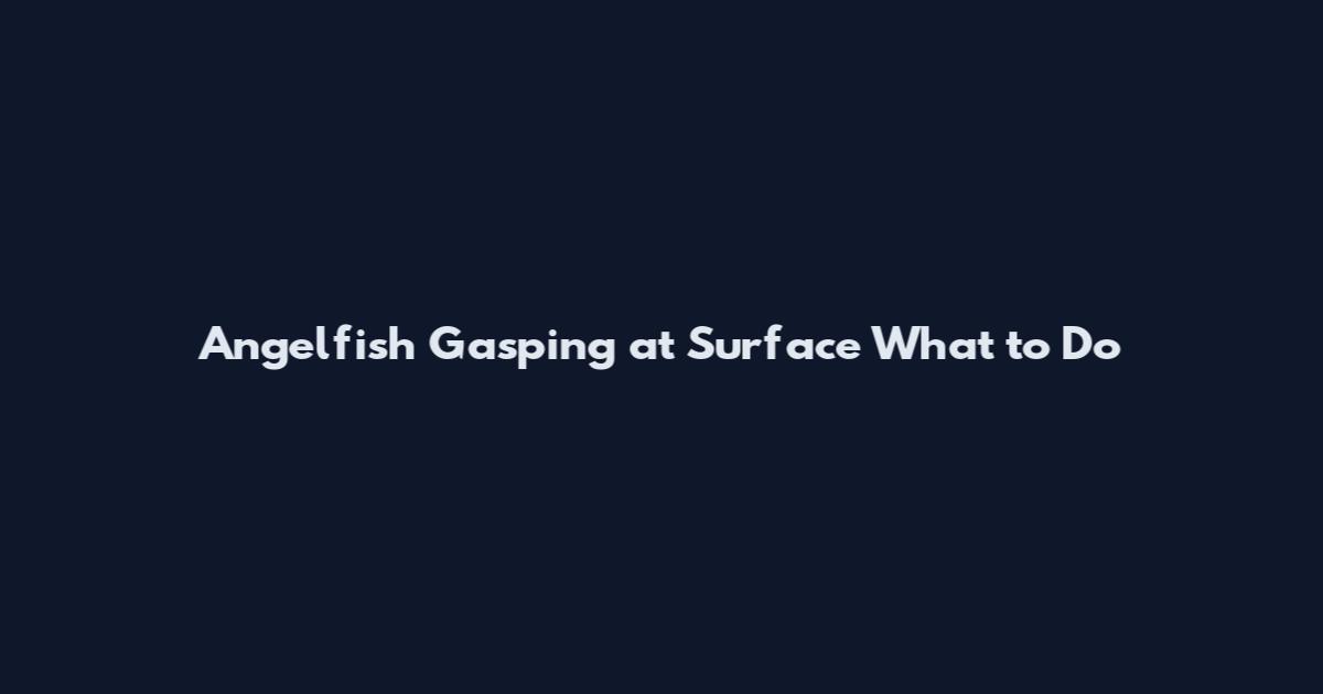 Angelfish Gasping at Surface What to Do