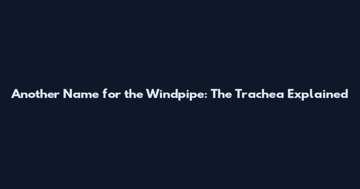 Another Name for the Windpipe: The Trachea Explained