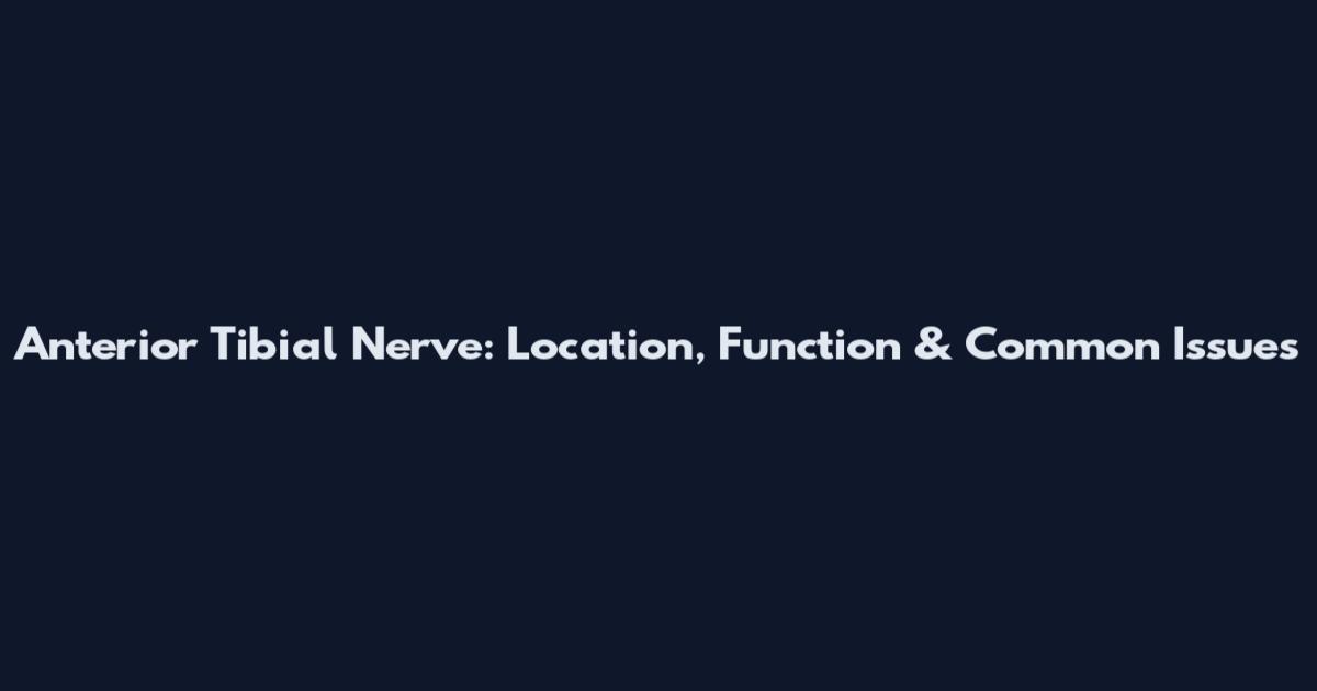 Anterior Tibial Nerve: Location, Function & Common Issues