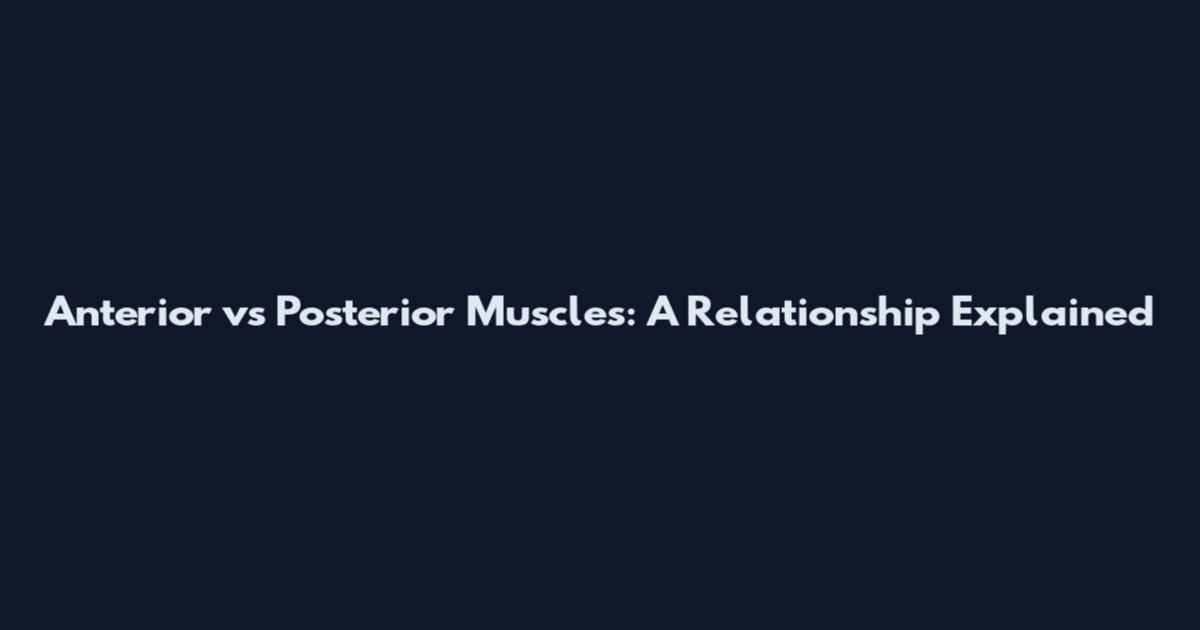 Anterior vs Posterior Muscles: A Relationship Explained