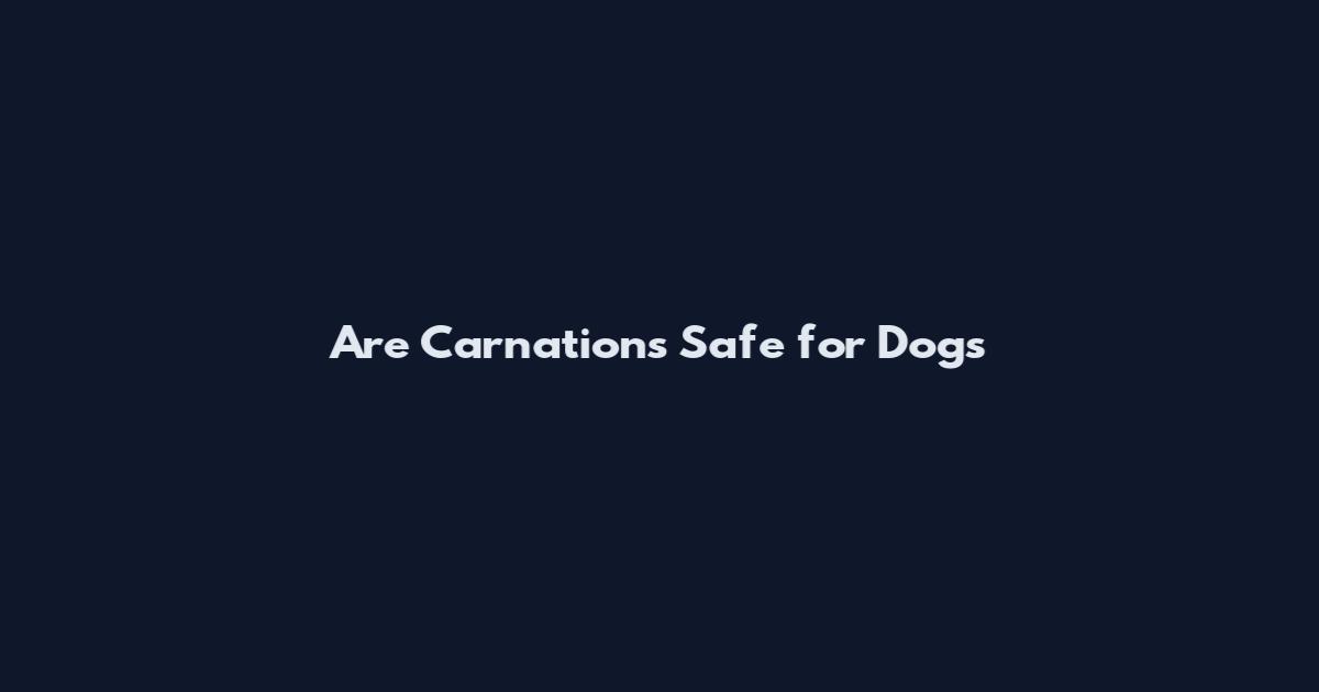 Are Carnations Safe for Dogs