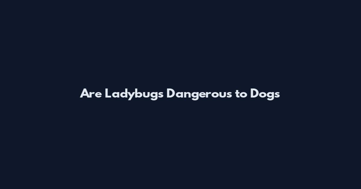 Are Ladybugs Dangerous to Dogs