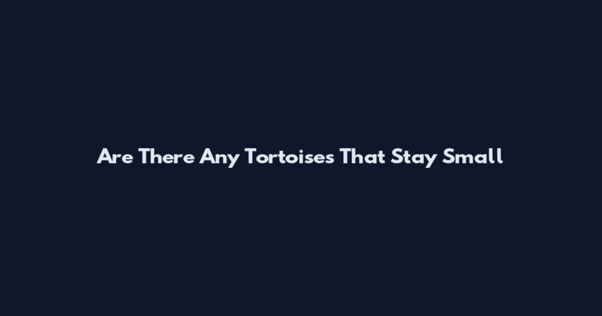 Are There Any Tortoises That Stay Small