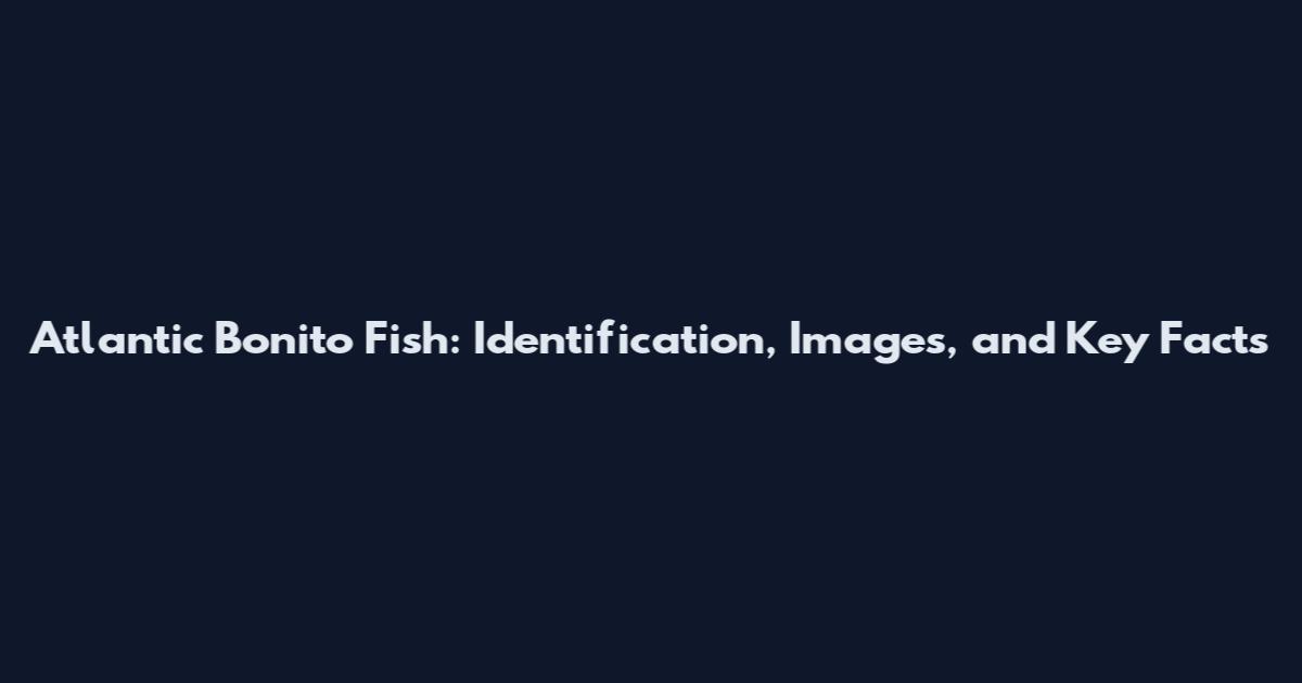 Atlantic Bonito Fish: Identification, Images, and Key Facts