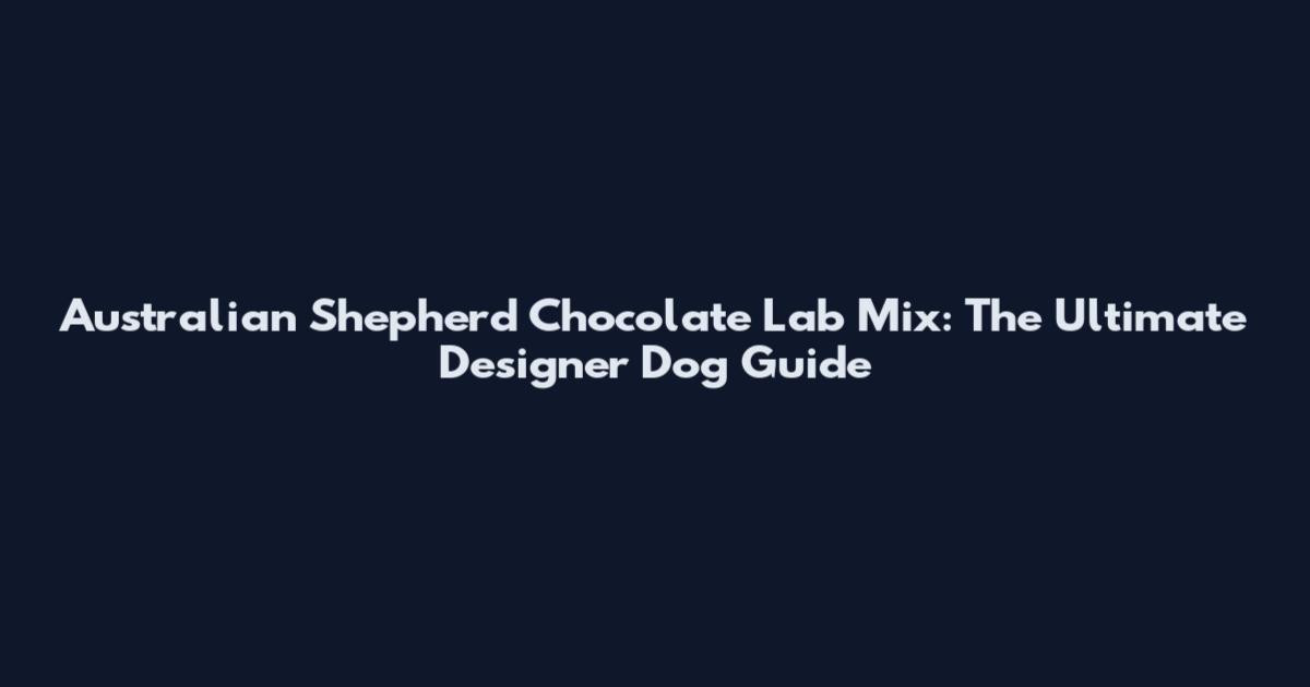 Australian Shepherd Chocolate Lab Mix: The Ultimate Designer Dog Guide