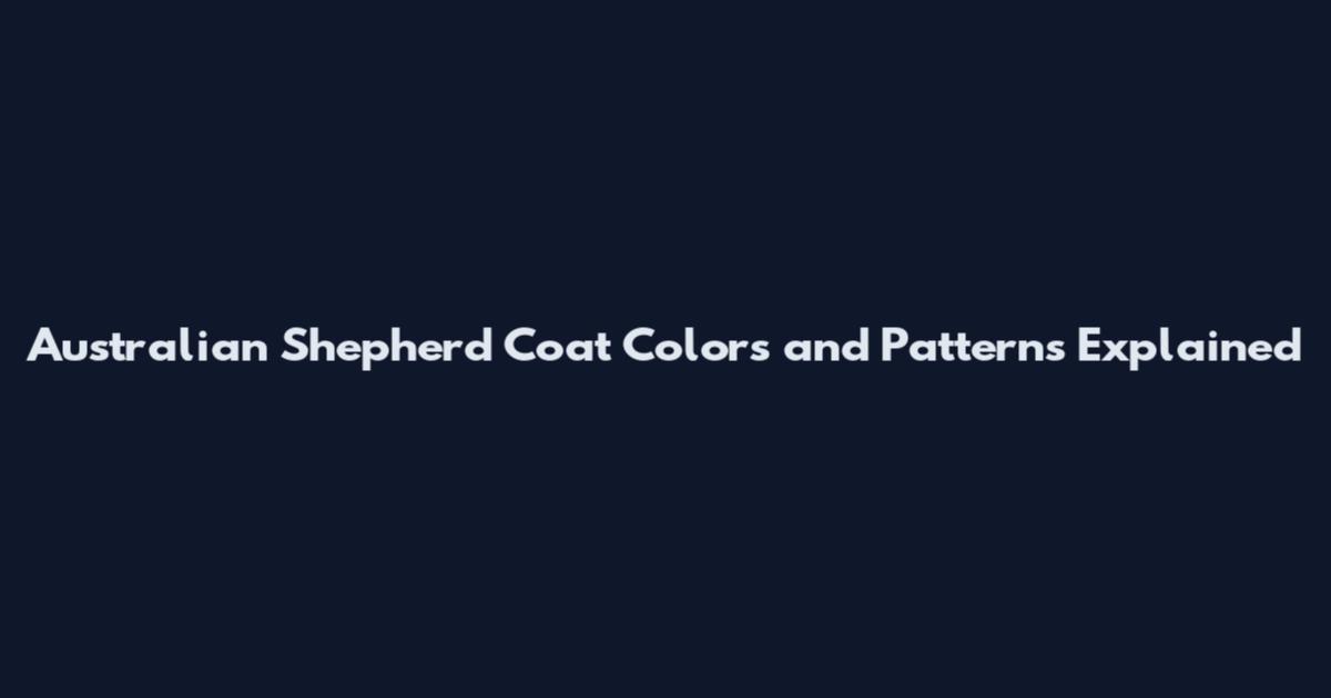 Australian Shepherd Coat Colors and Patterns Explained