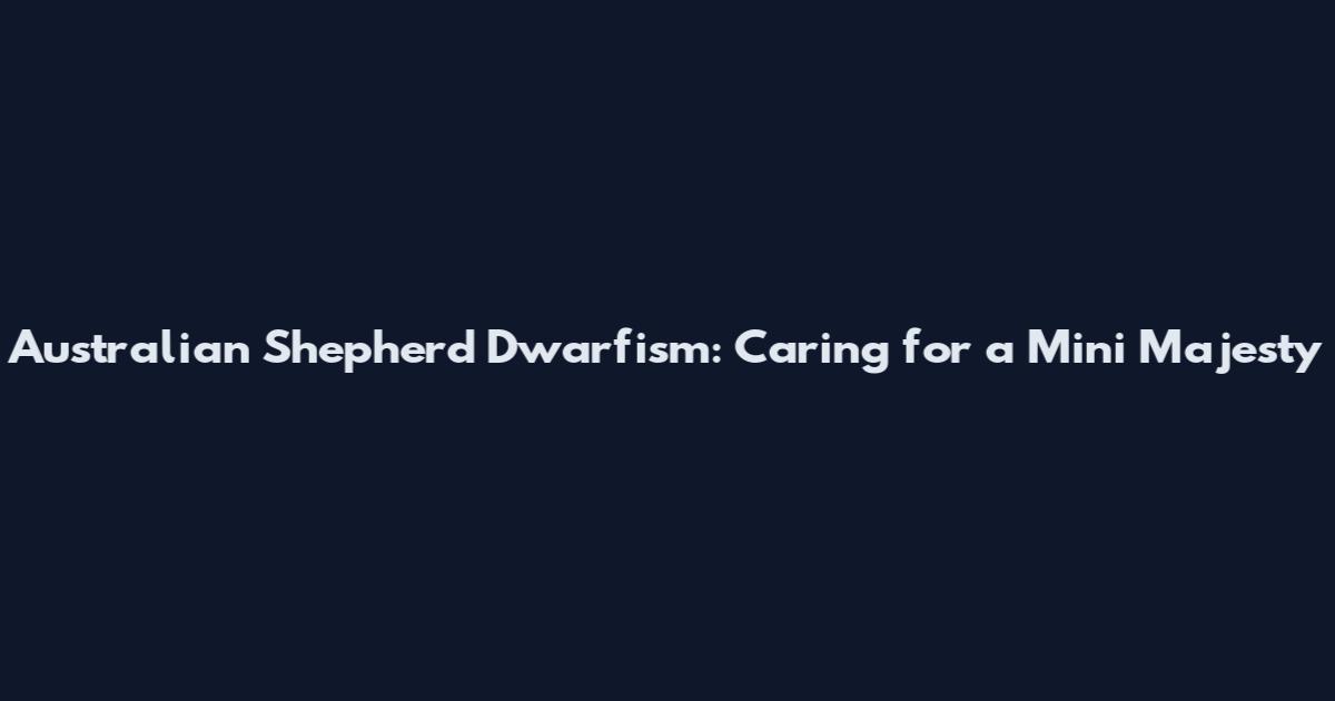 Australian Shepherd Dwarfism: Caring for a Mini Majesty