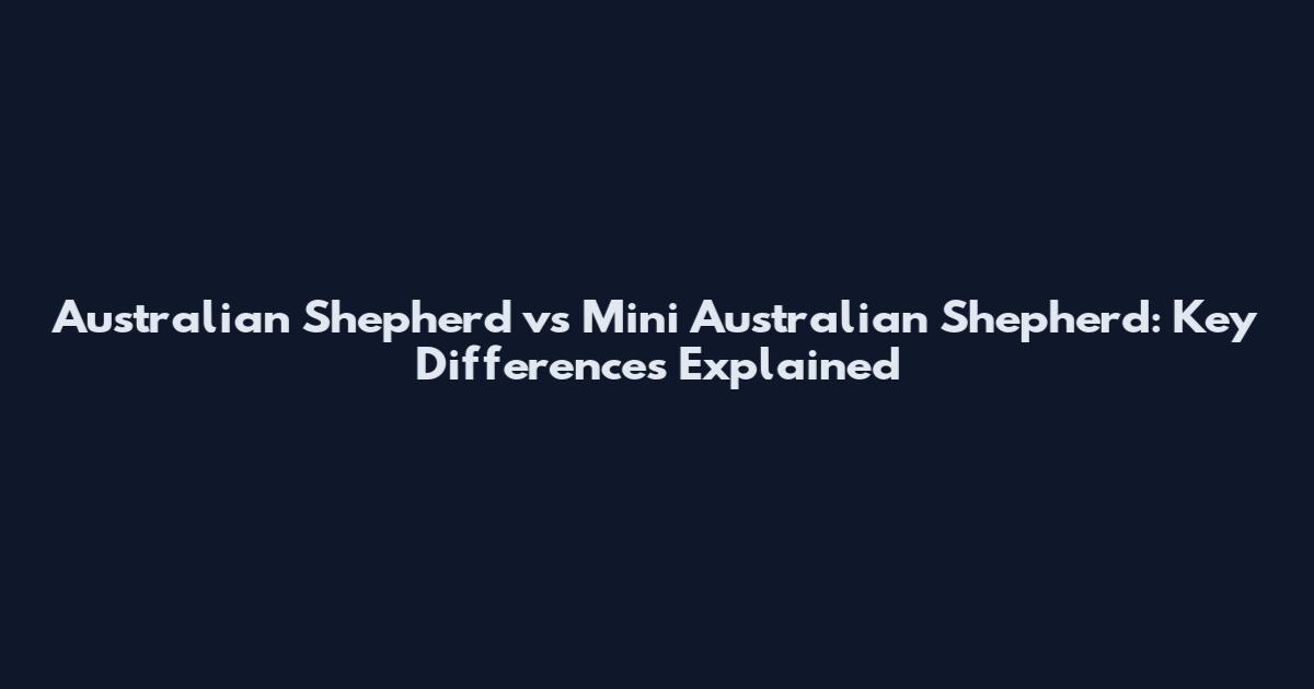 Australian Shepherd vs Mini Australian Shepherd: Key Differences Explained