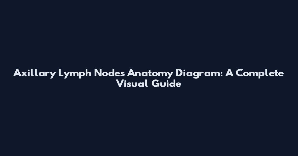 Axillary Lymph Nodes Anatomy Diagram: A Complete Visual Guide