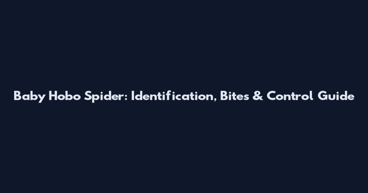 Baby Hobo Spider: Identification, Bites & Control Guide