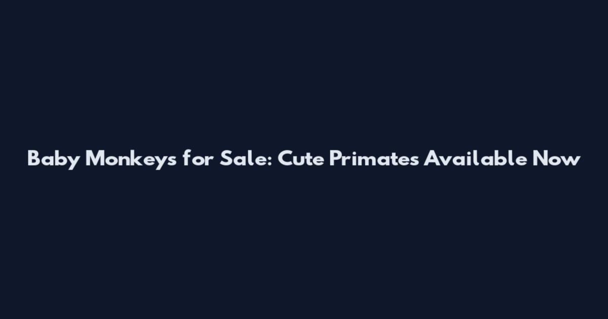 Baby Monkeys for Sale: Cute Primates Available Now