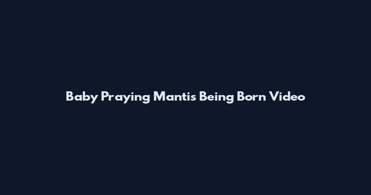 Baby Praying Mantis Being Born Video