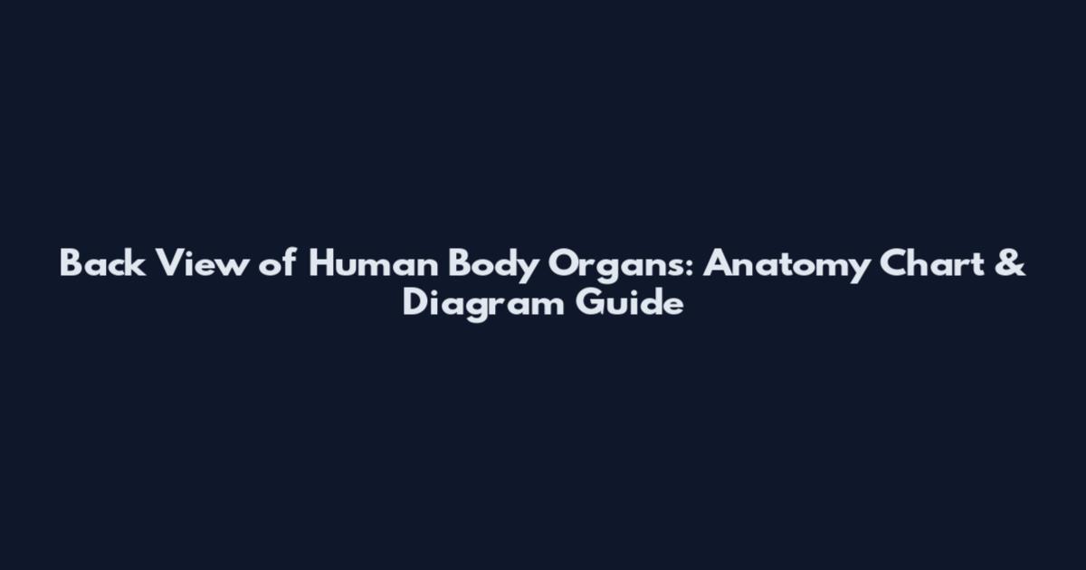 Back View of Human Body Organs: Anatomy Chart & Diagram Guide
