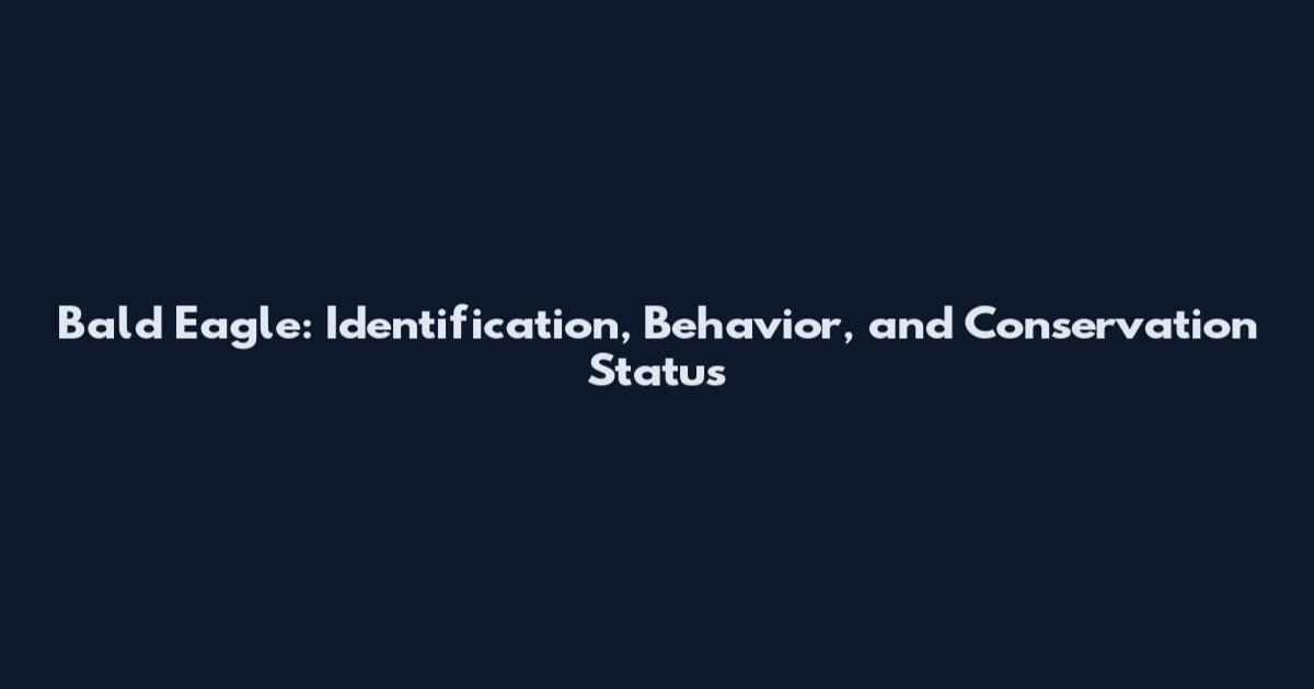 Bald Eagle: Identification, Behavior, and Conservation Status