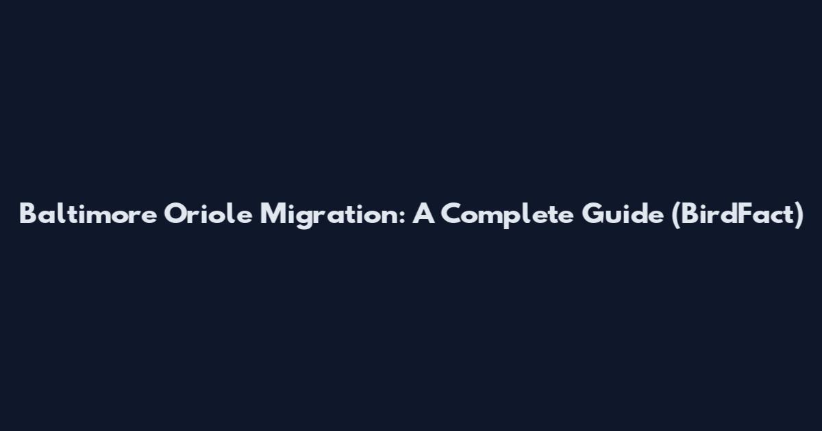 Baltimore Oriole Migration: A Complete Guide (BirdFact)