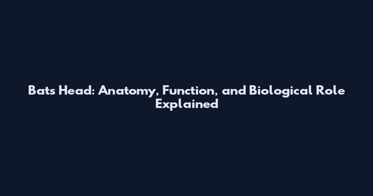 Bat's Head: Anatomy, Function, and Biological Role Explained