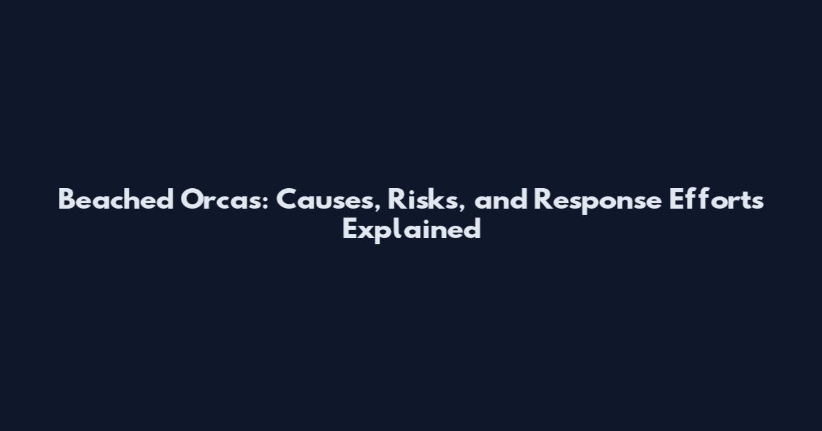 Beached Orcas: Causes, Risks, and Response Efforts Explained