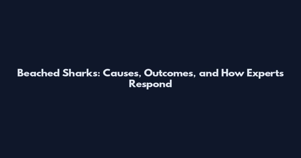 Beached Sharks: Causes, Outcomes, and How Experts Respond