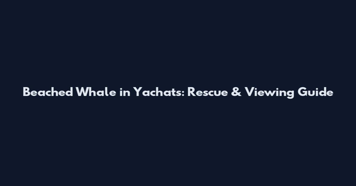 Beached Whale in Yachats: Rescue & Viewing Guide