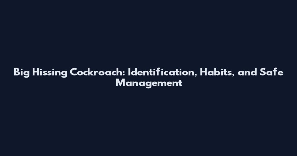 Big Hissing Cockroach: Identification, Habits, and Safe Management