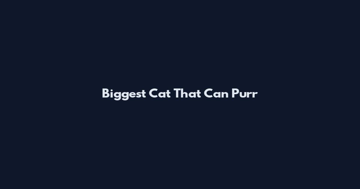 Biggest Cat That Can Purr