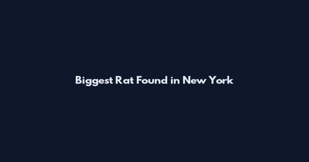 Biggest Rat Found in New York