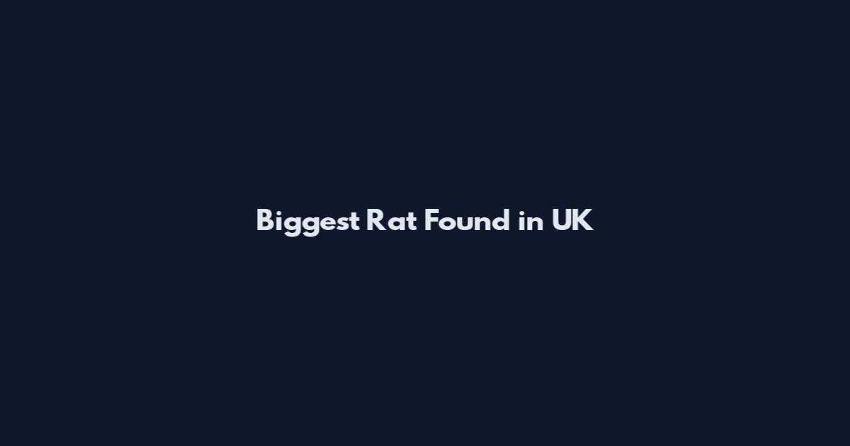 Biggest Rat Found in UK