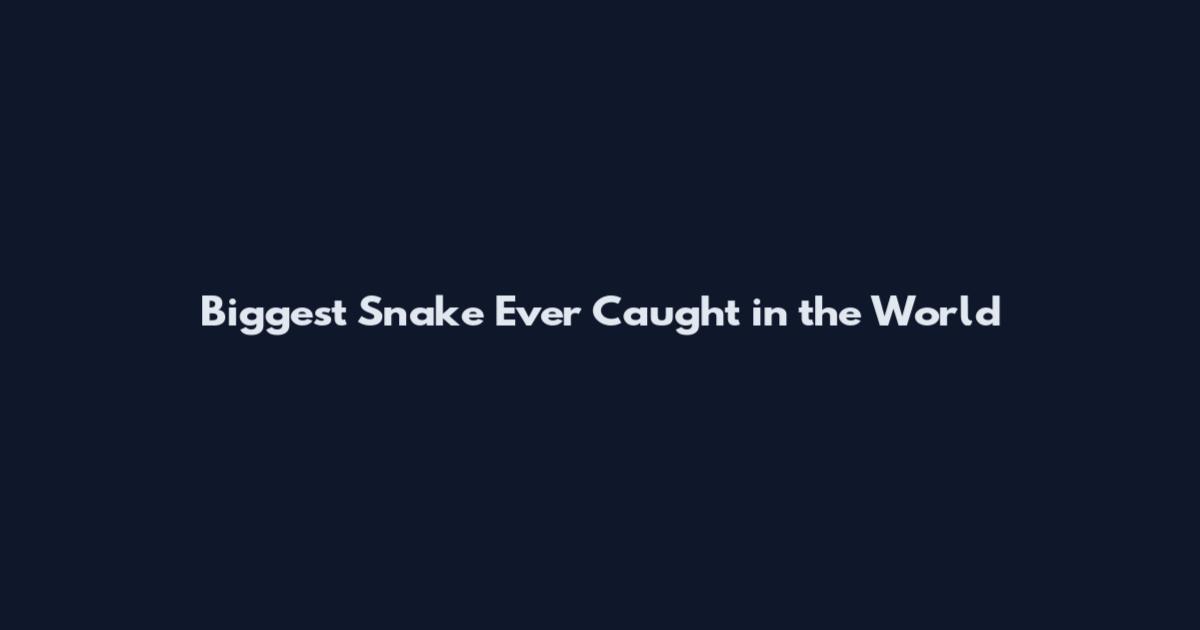 Biggest Snake Ever Caught in the World
