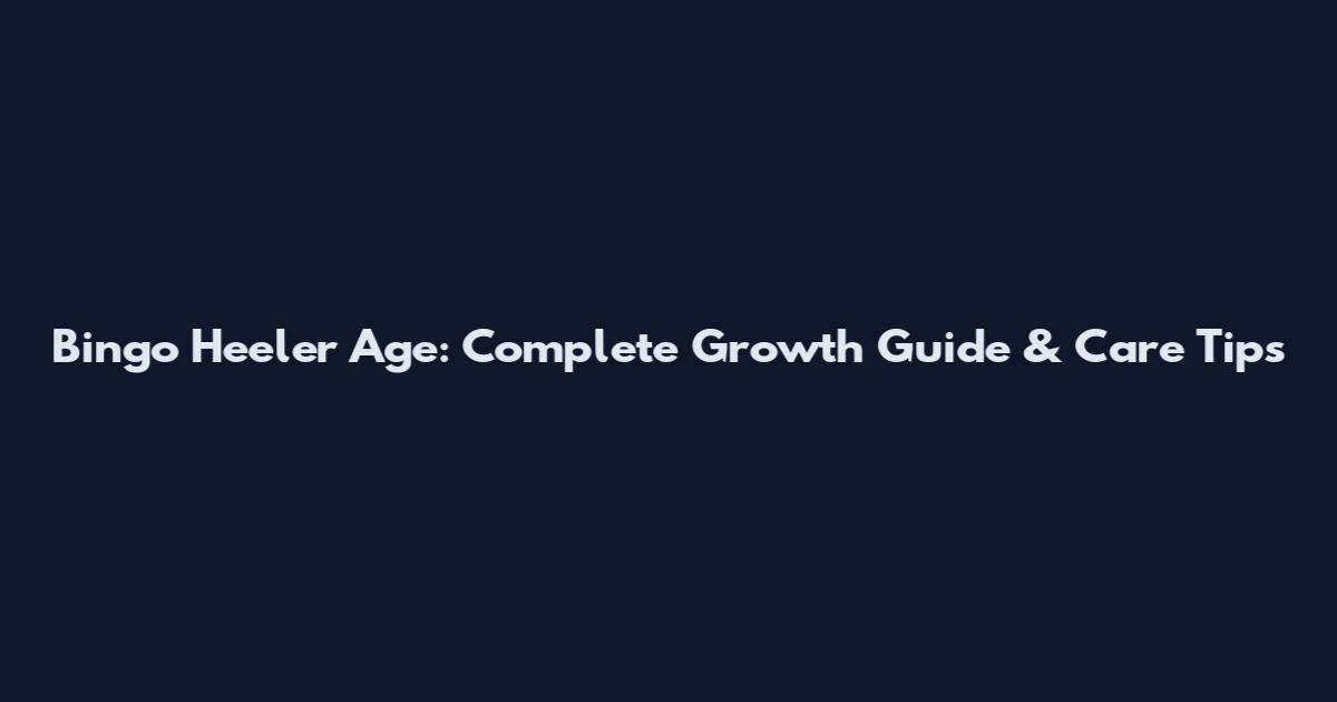 Bingo Heeler Age: Complete Growth Guide & Care Tips