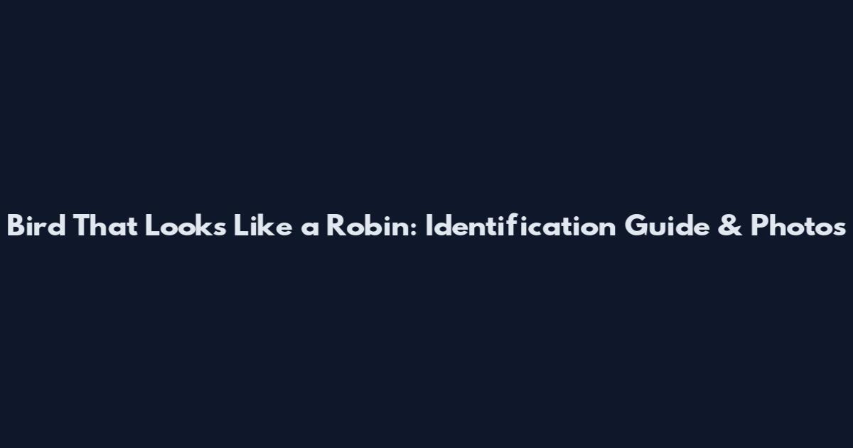 Bird That Looks Like a Robin: Identification Guide & Photos
