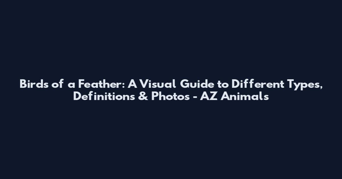 Birds of a Feather: A Visual Guide to Different Types, Definitions & Photos - AZ Animals