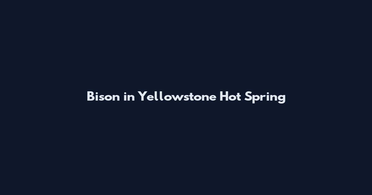 Bison in Yellowstone Hot Spring