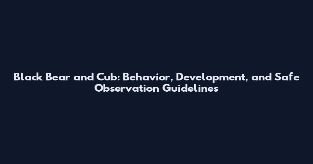 Black Bear and Cub: Behavior, Development, and Safe Observation Guidelines