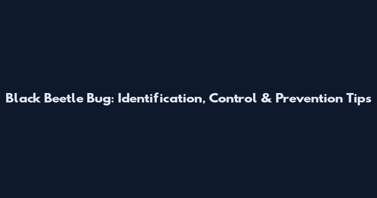 Black Beetle Bug: Identification, Control & Prevention Tips