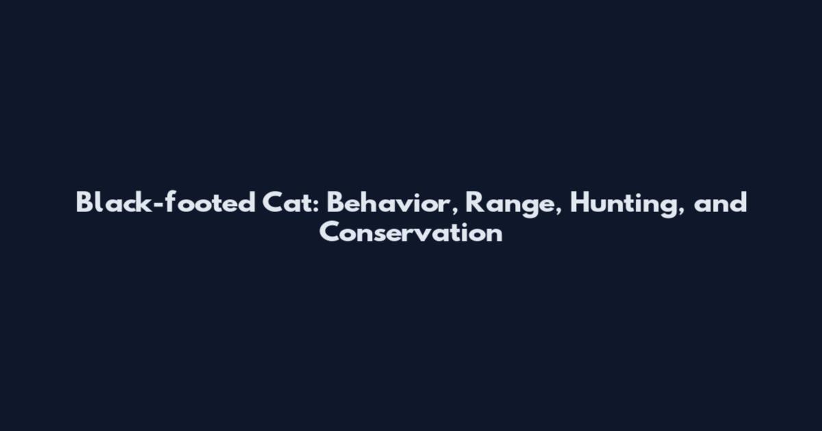 Black-footed Cat: Behavior, Range, Hunting, and Conservation