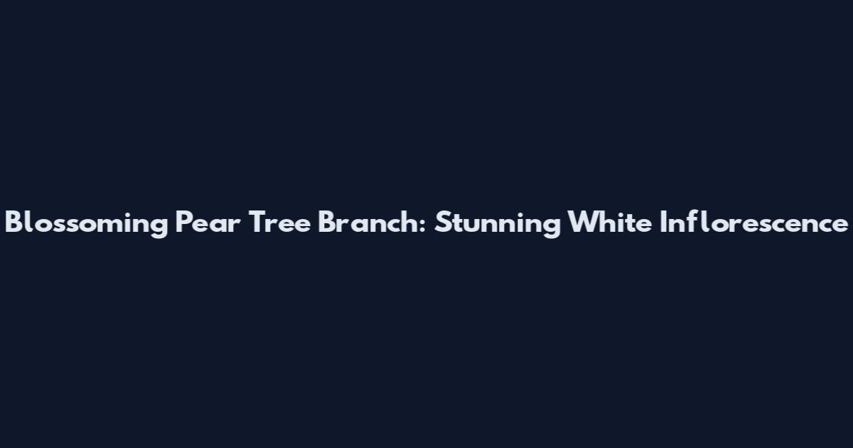 Blossoming Pear Tree Branch: Stunning White Inflorescence