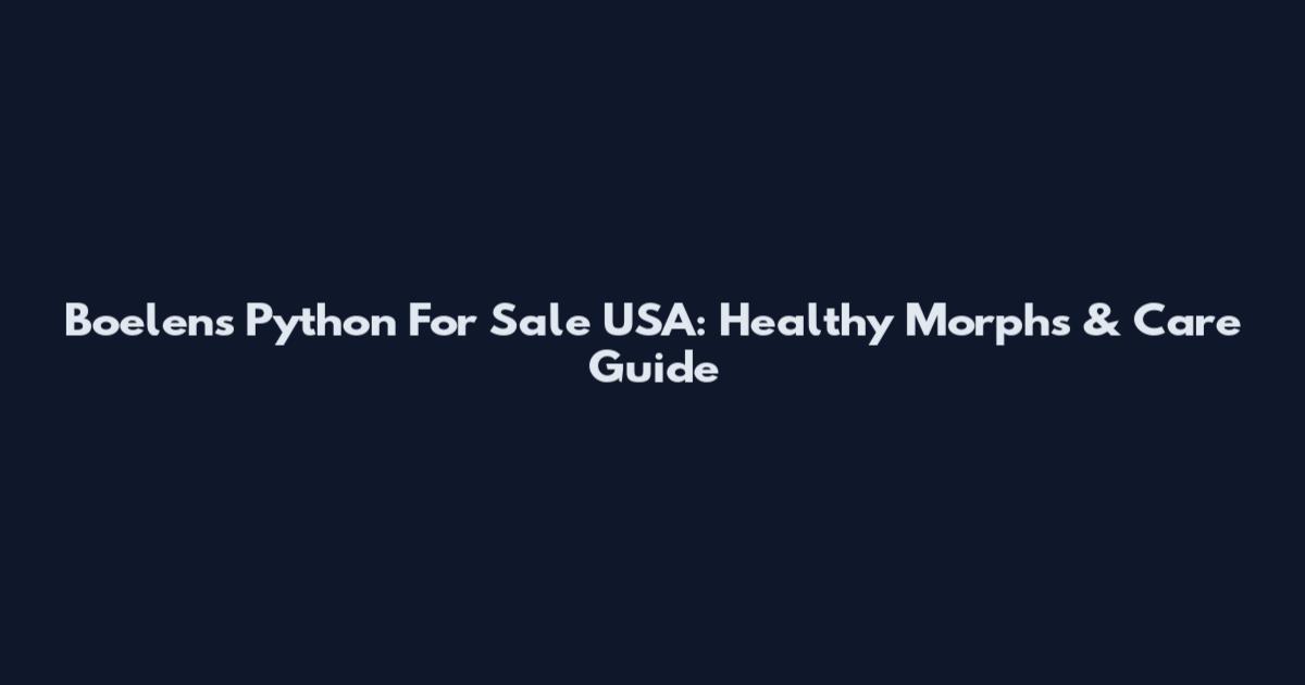 Boelen's Python For Sale USA: Healthy Morphs & Care Guide