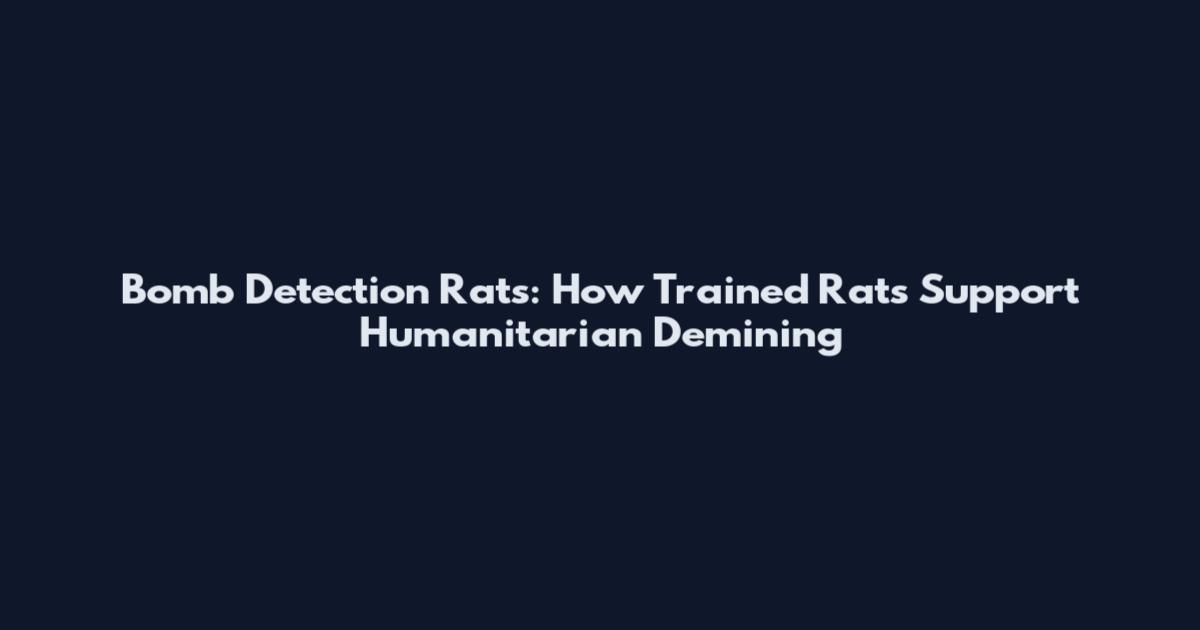 Bomb Detection Rats: How Trained Rats Support Humanitarian Demining