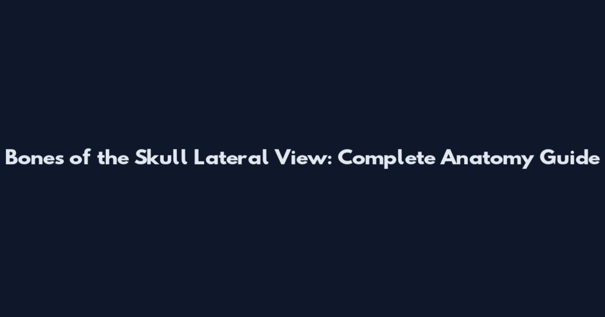 Bones of the Skull Lateral View: Complete Anatomy Guide